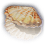 clam shell item baldursgate3 wiki guide 64px