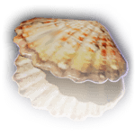 clam shell item baldursgate3 wiki guide 150px