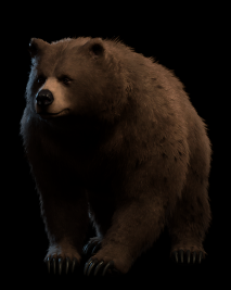 wild shape bear 1